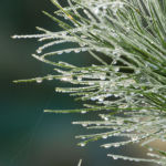 Zirbe, Zirbenholz, Gesundheit